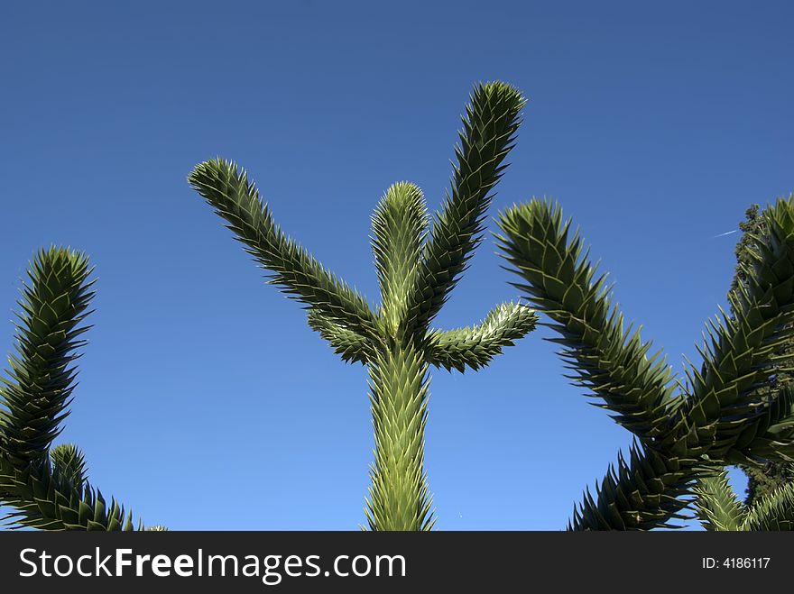 A cactus plant against a blue sky.