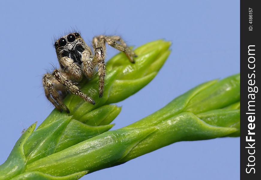 I like to make pictures of jump spiders, because they have beautiful eyes.