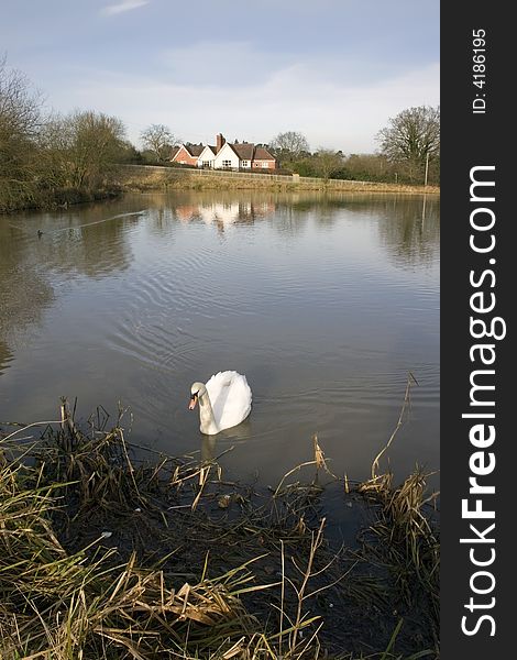 Houses next to lake with swan.