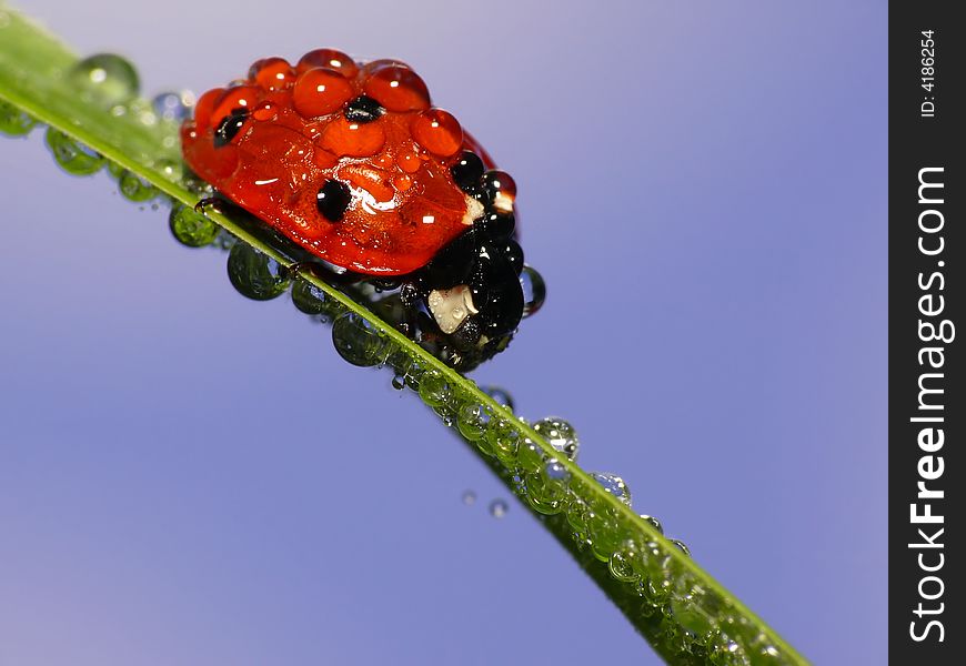 This red lady bug is all wet, because of the early morning dew. This red lady bug is all wet, because of the early morning dew.