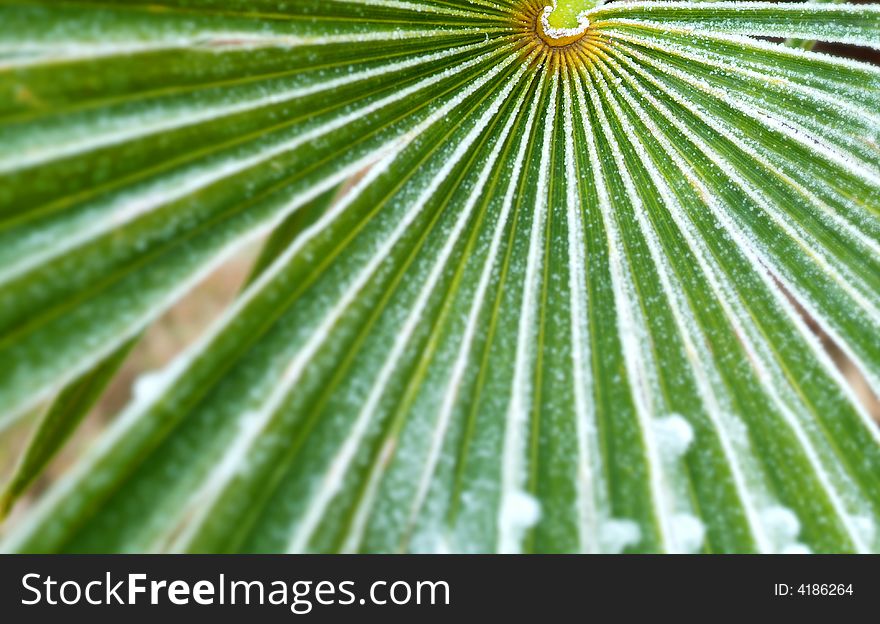 A geometric draw made by an iced leave of palm. A geometric draw made by an iced leave of palm