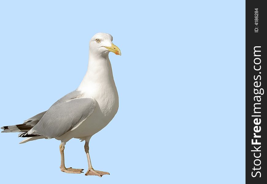 The seagull on a blue background