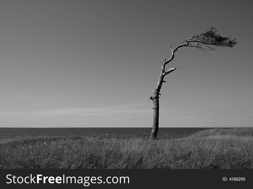 Pine tree in Liepaja beach