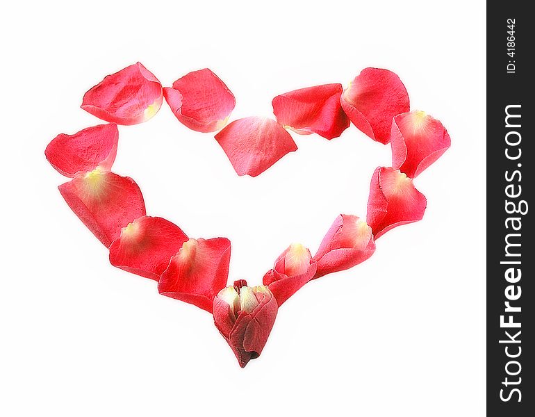 Valentine heart from roses petals on the white background