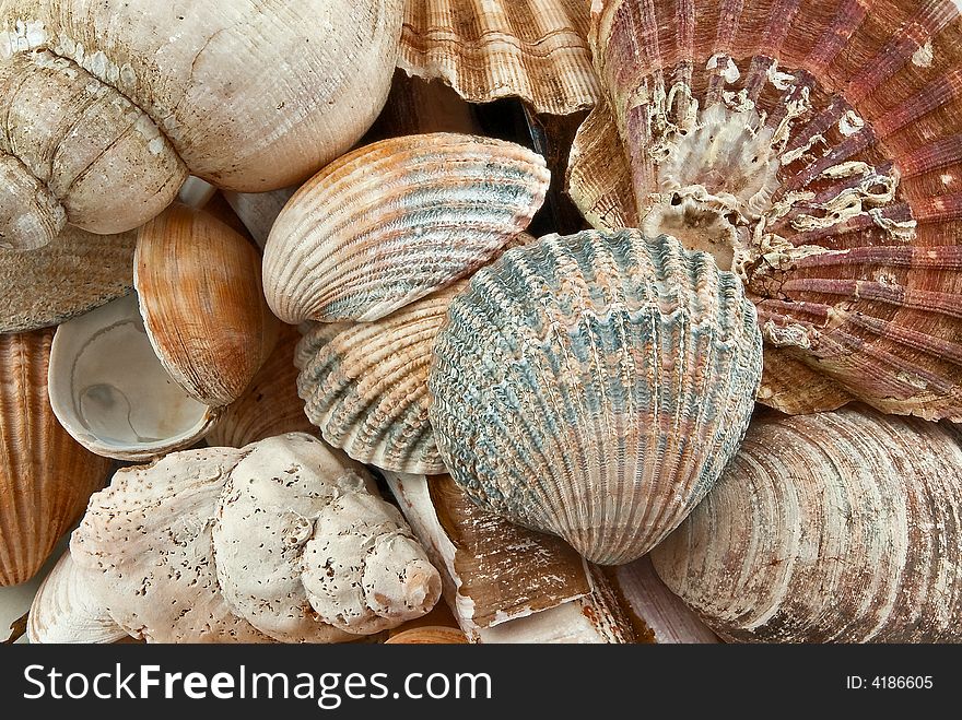 Mixture of seashells, backgrounds, nature objects, shell