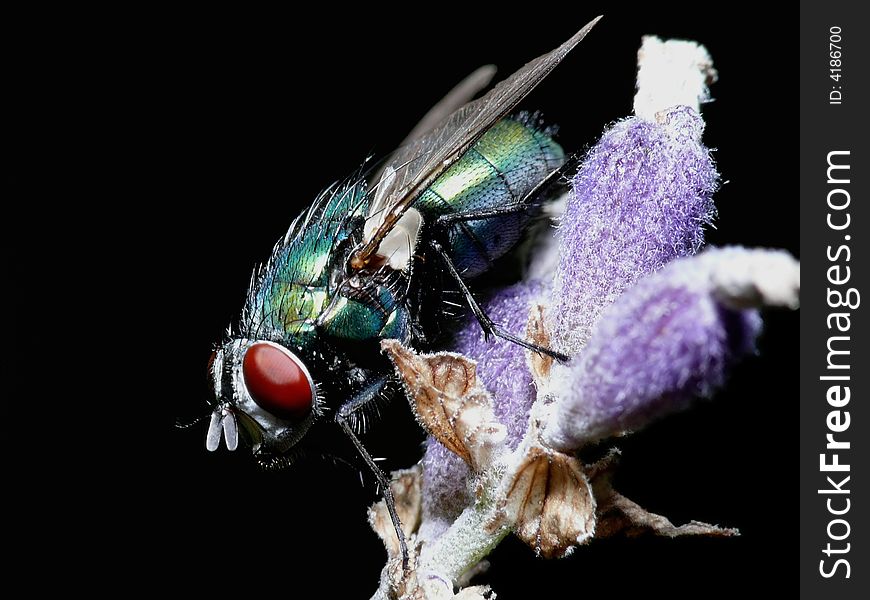 This is just a ordinary green fly, but I like the green color in combination with the purple of the flower.