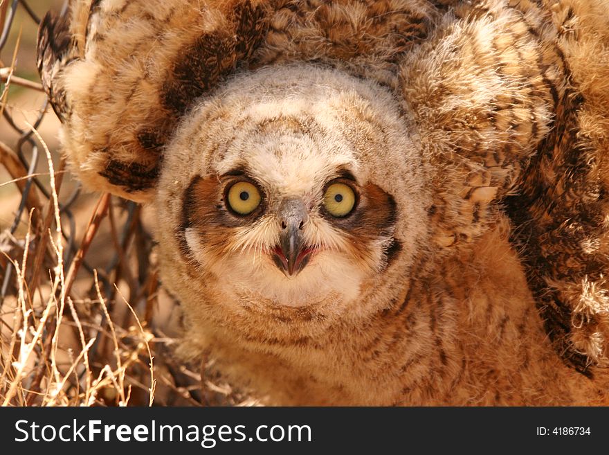 Burrowing Owl in a defense position along a fence in Far West Texas ranch