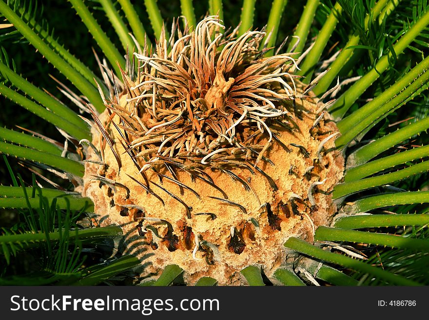 Cycas enjoying the sun in southern Italy. Cycas enjoying the sun in southern Italy