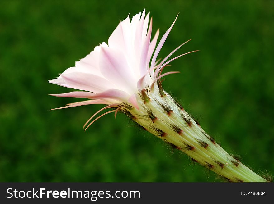 Cactus flower immortalized during its short life. Cactus flower immortalized during its short life