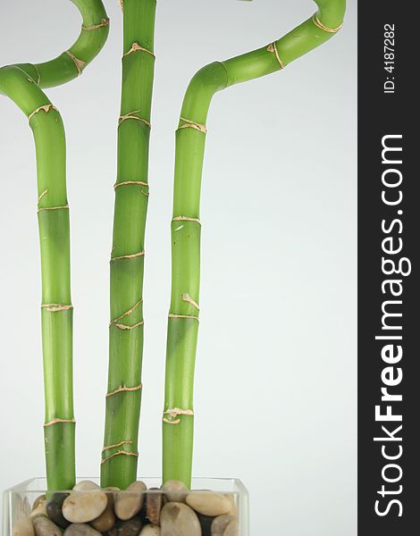 Lucky Bamboo