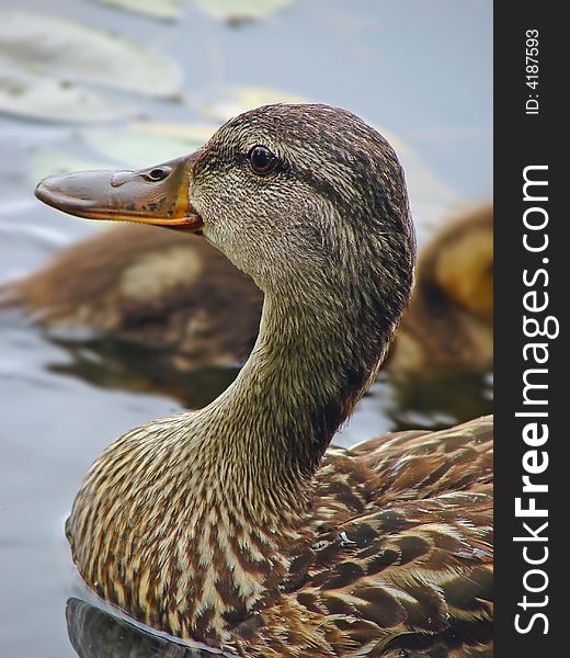 Closeup of a female duck. Closeup of a female duck