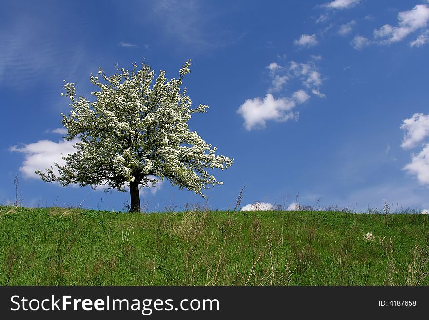 The very beautiful flowering tree