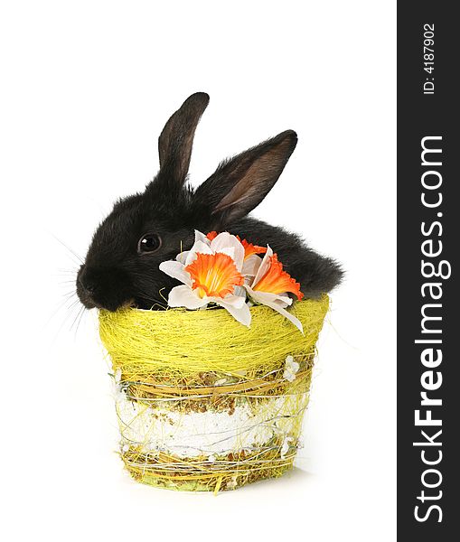 black, small rabbit in basket. black, small rabbit in basket