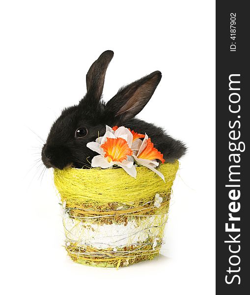 Black Rabbit Basket