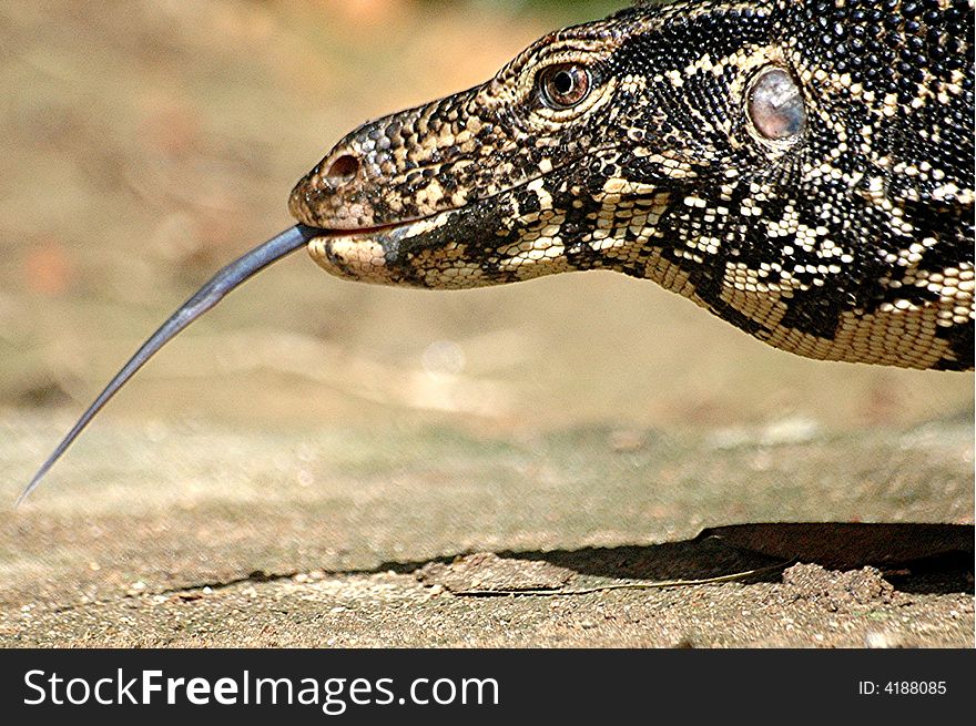 A close up image of a Monitor Lizard with his tongue out. A close up image of a Monitor Lizard with his tongue out