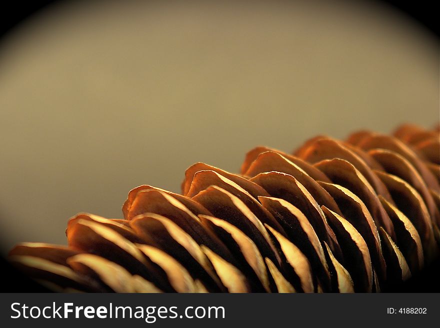 Details of a pine cone