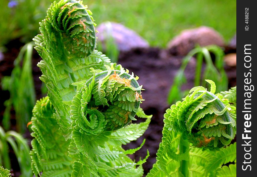 Abstract view of ostrich fern.