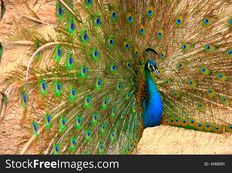 A peacock with a big tail.