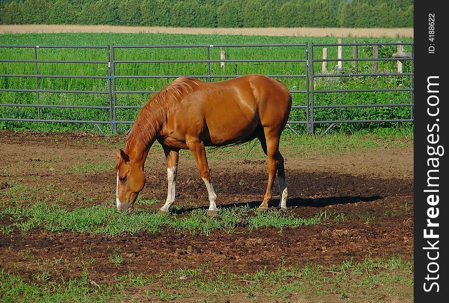 Beautiful brown Horse in pasture eating green grass. Beautiful brown Horse in pasture eating green grass