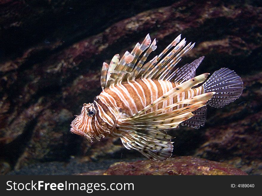 Lion fish gently swimming by