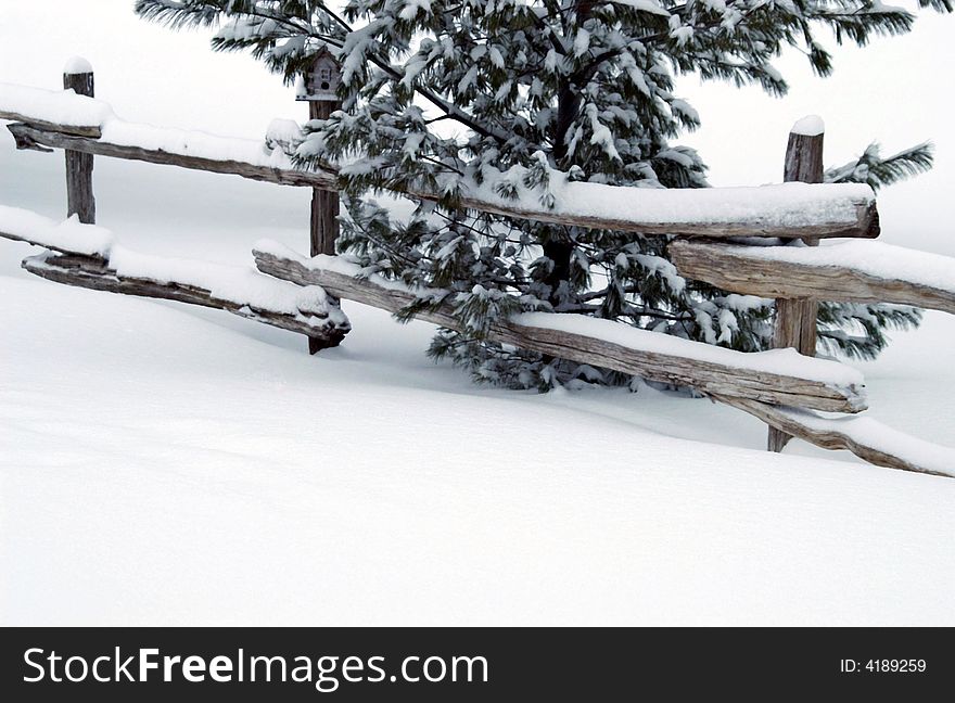 Young Pine tree up against a cedar split rail fence during a snow storm in Wasaga Beach, Ontario. Young Pine tree up against a cedar split rail fence during a snow storm in Wasaga Beach, Ontario