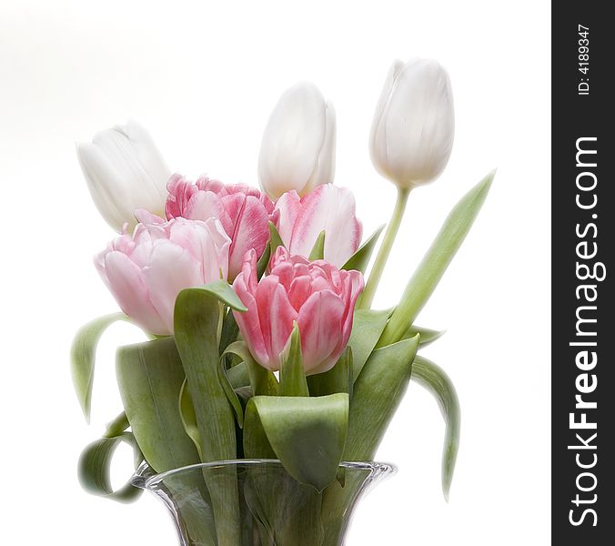 Romantic bouquet of tulips on the white background