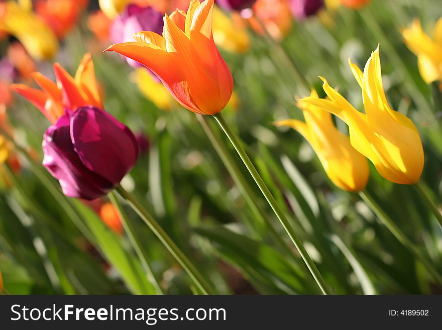 Close up shot of colorful tulips. Close up shot of colorful tulips
