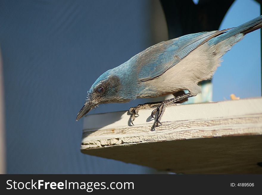 Scrub Jay came to feed on peanuts every day for a while. Scrub Jay came to feed on peanuts every day for a while.