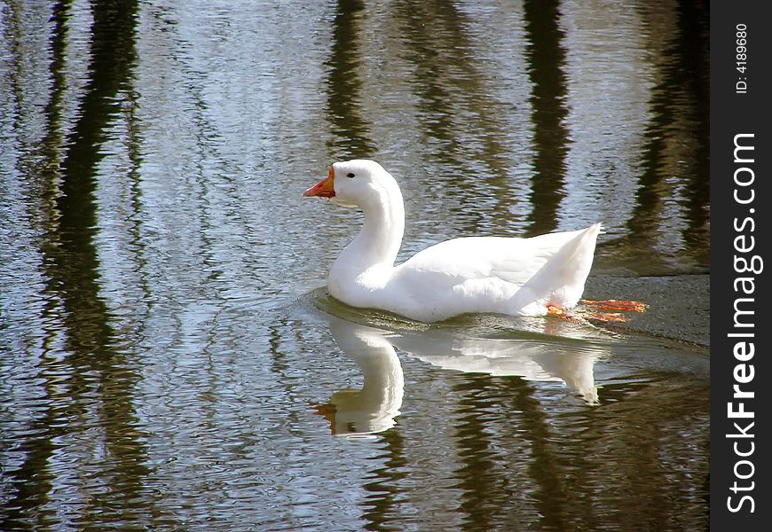 A Goose Swimming on the Rippled Pond Water