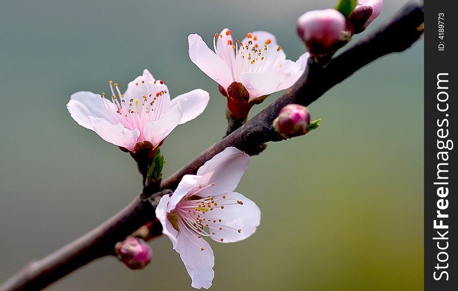 Peach blossom is blooming in the sunshine of spring. Peach blossom is blooming in the sunshine of spring.