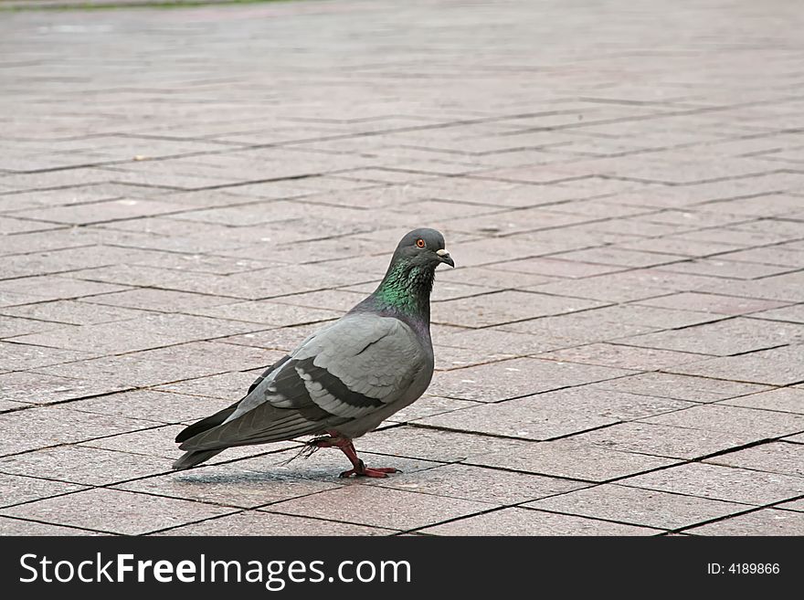 Landscape photo of a lone pigeon. Landscape photo of a lone pigeon