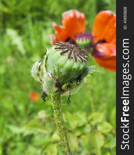 Fluffy box of poppy