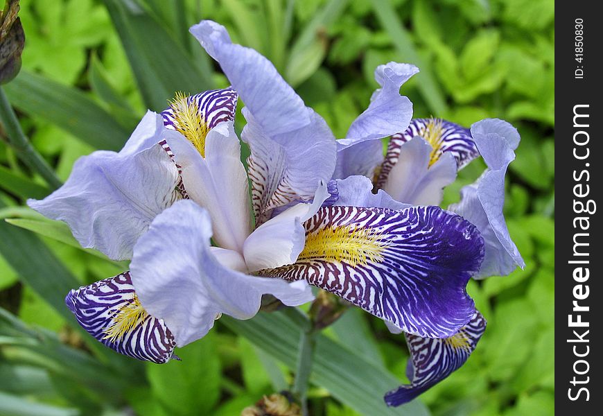 Iris in Greek means rainbow, this name was given for the unusual variety the color of flowers. Iris in Greek means rainbow, this name was given for the unusual variety the color of flowers.