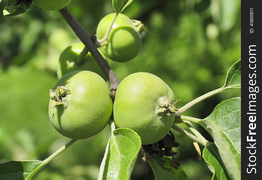 Two little green apples on a branch with leaves