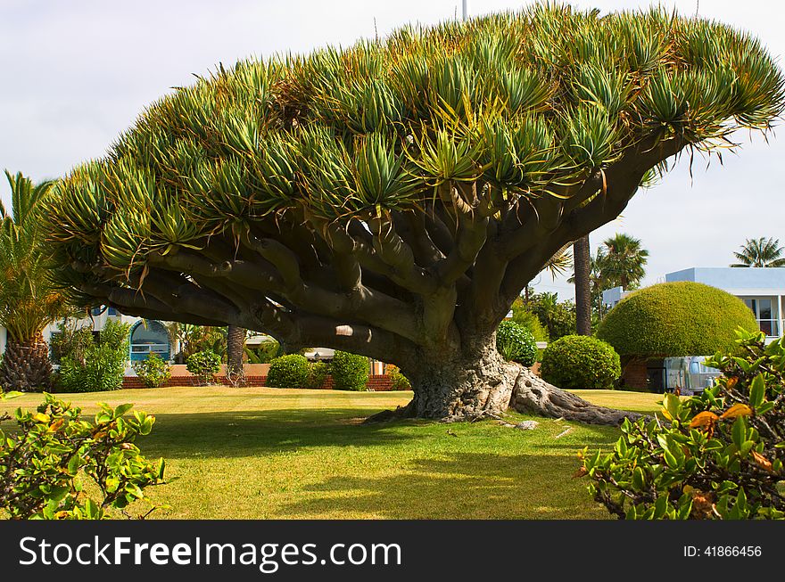 Big tree in San Diego,California.