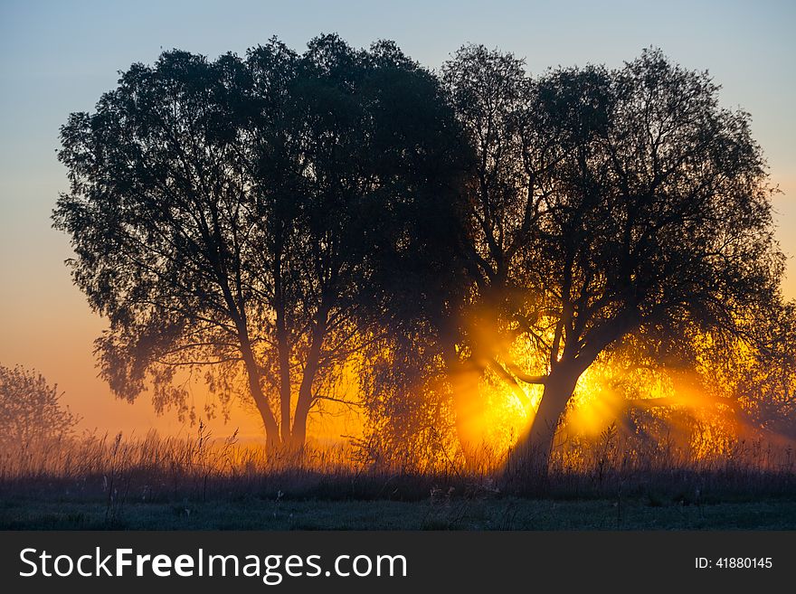 Foggy landscape with a  tree silhouette on a fog at sunrise. Foggy landscape with a  tree silhouette on a fog at sunrise.