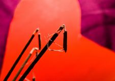 Incense Stick Stock Photos Incense Stick Stock Photos