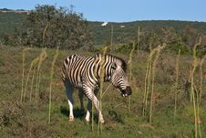 Smiling African Zebra In Savanna Royalty Free Stock Image Smiling African Zebra In Savanna Royalty Free Stock Image