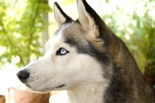 Staring Husky Royalty Free Stock Photo Staring Husky Royalty Free Stock Photo