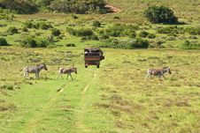 Zebra Family Crossing Road Behind Safari Truck Royalty Free Stock Images