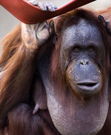 The Orangutan Royalty Free Stock Photography