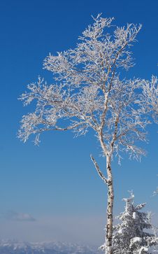 Frosty Tree Stock Image