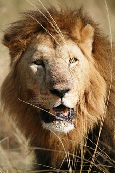Majestic Lion Portrait In The Grass After A Kill Stock Photography Majestic Lion Portrait In The Grass After A Kill Stock Photography