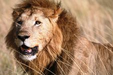 Majestic Lion Standing In The Grass After A Kill Royalty Free Stock Images Majestic Lion Standing In The Grass After A Kill Royalty Free Stock Images