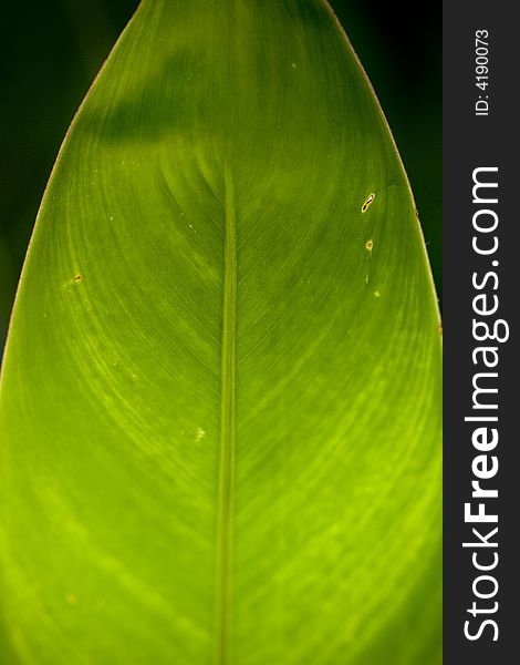 Leaf with backlight