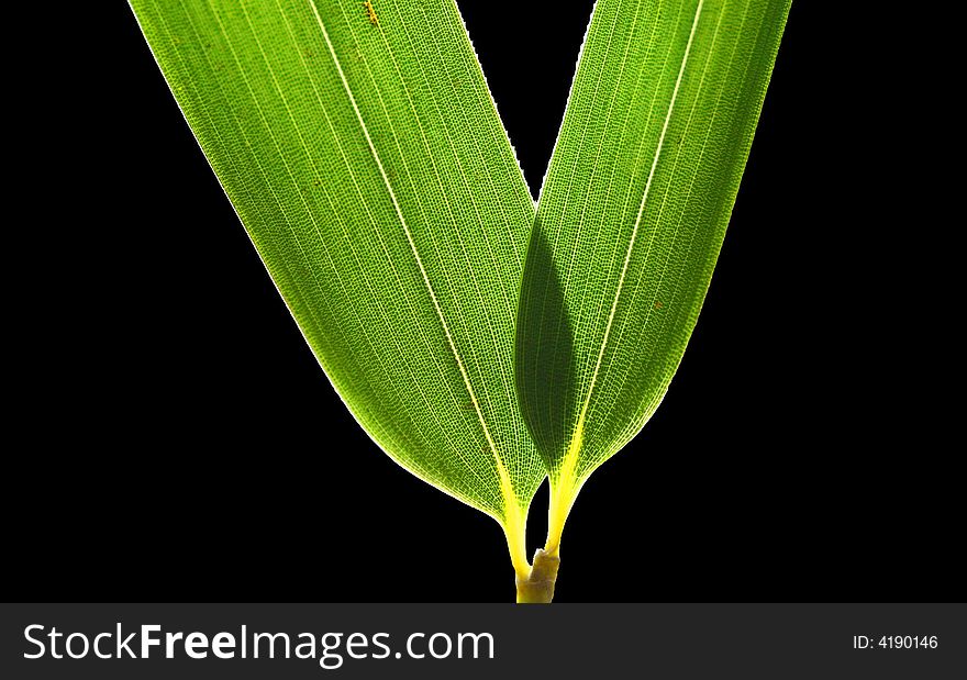 Two bamboo leaves with black background