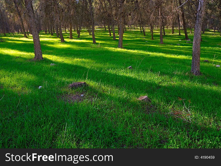 Shadow In The Forest