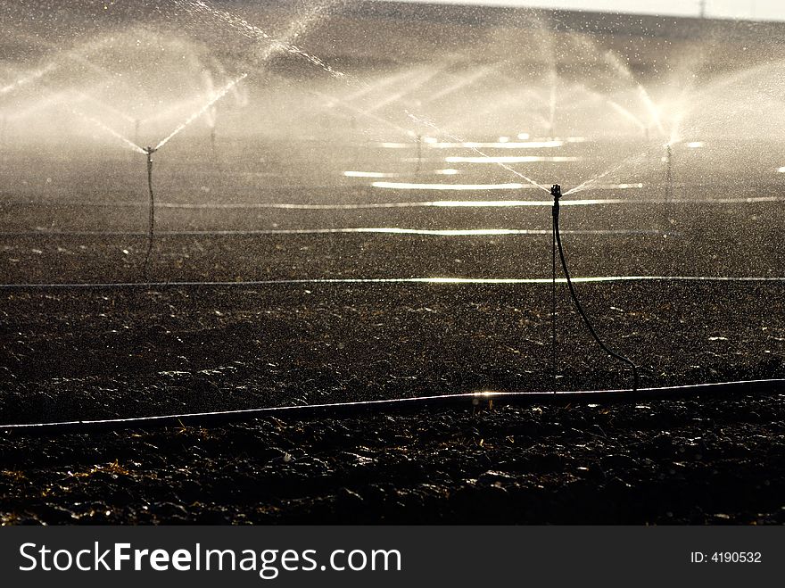Sprinklers irrigatin a vegtable field