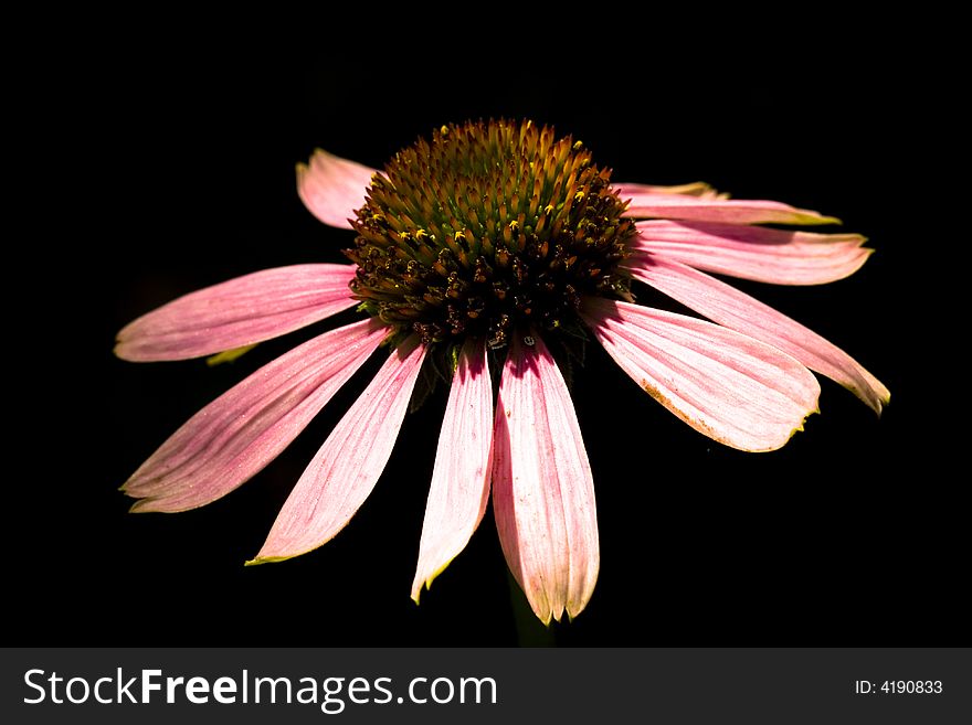 White Flower (Daisy) on a black background. White Flower (Daisy) on a black background