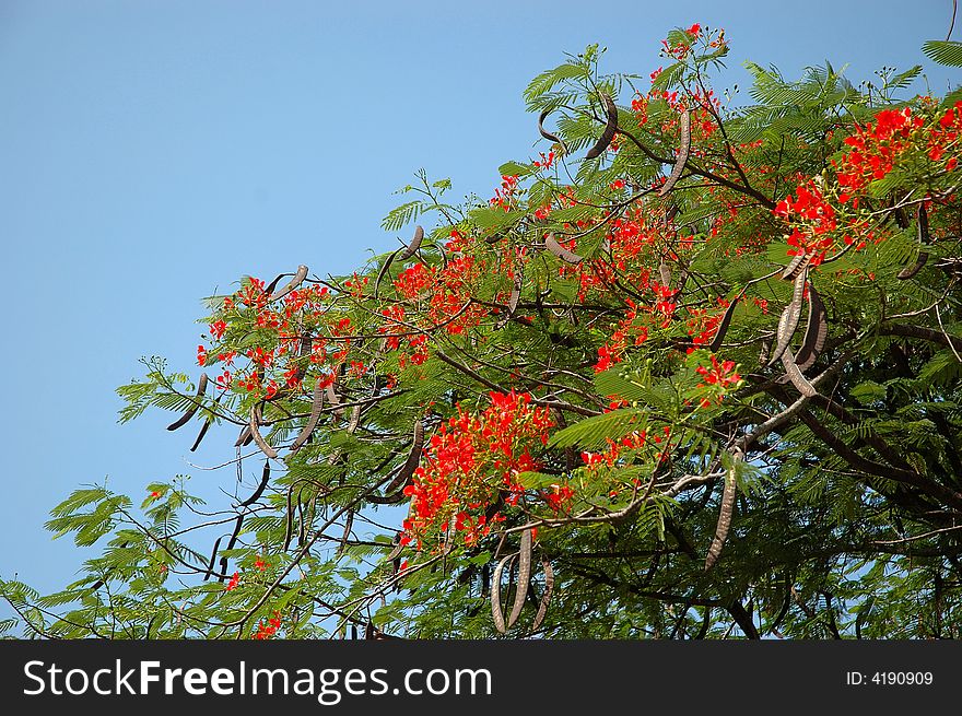 Wild flower that growth in indonesia